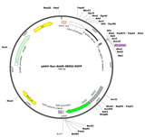 AAV-Syn-AlstR-ires2-GFP