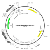 AAV-CamKII-ArchT-GFP