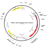 AAV-mDlx-ChR2-mCherry-Fishell-3