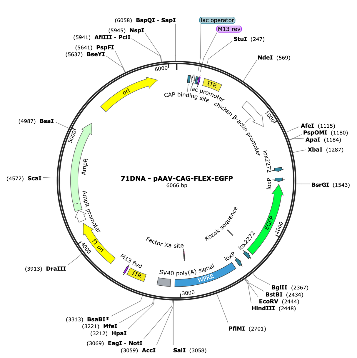 AAV-CAG-Flex-GFP