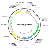 AAV-CAG-Flex-GFP