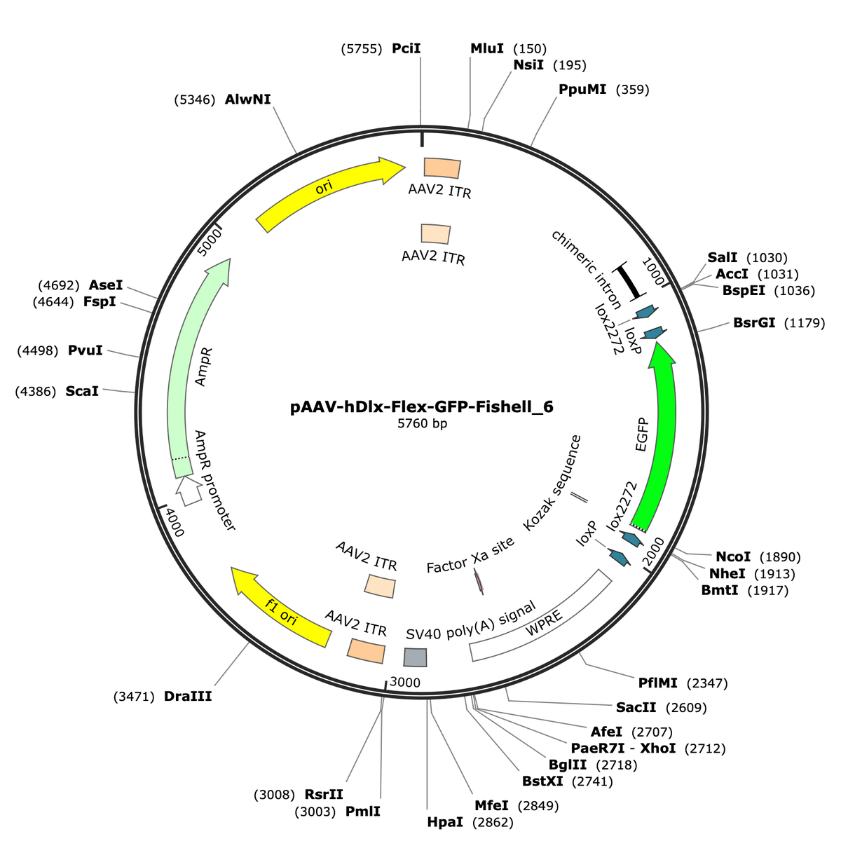 Faishell AAV-hDlx-Flex-GFP-Fishell-6 – COVF Viral Vector Core