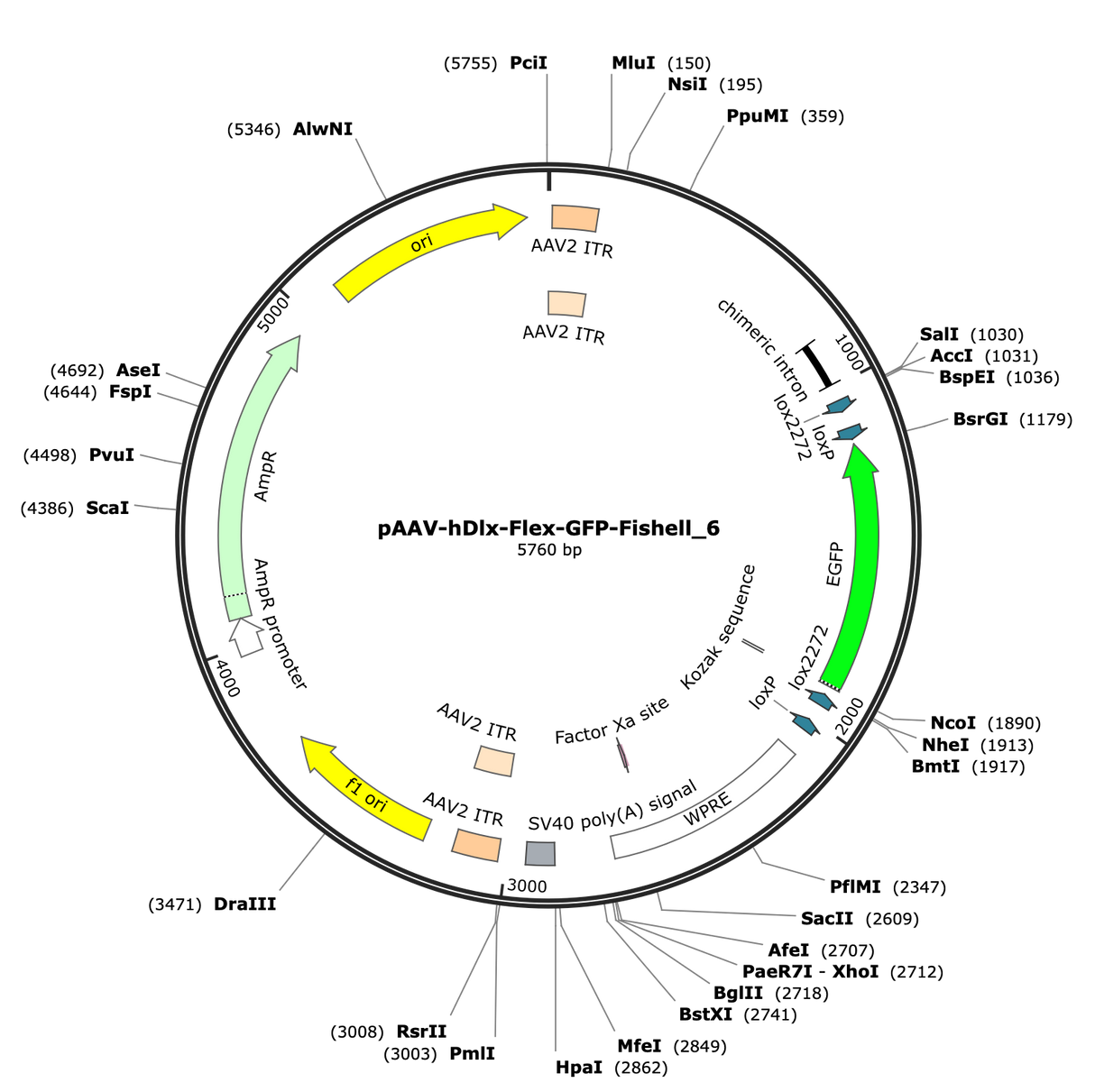 AAV-hDlx-Flex-GFP-Fishell-6