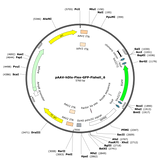 AAV-hDlx-Flex-GFP-Fishell-6