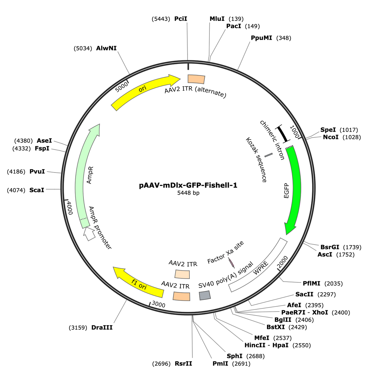 AAV-mDlx-GFP-Fishell-1 – COVF Viral Vector Core