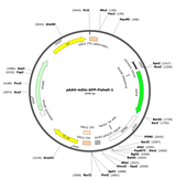 AAV-mDlx-GFP-Fishell-1