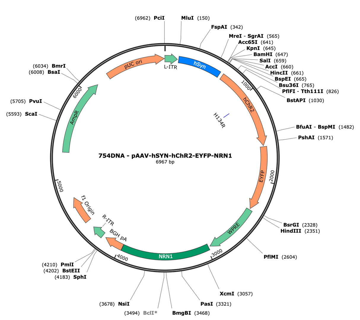 AAV-hSYN-ChR2(H134R)-EYFP-NRN1