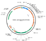AAV-hSYN-ChR2(H134R)-EYFP-NRN1