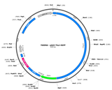 AAV-Thy1-EGFP