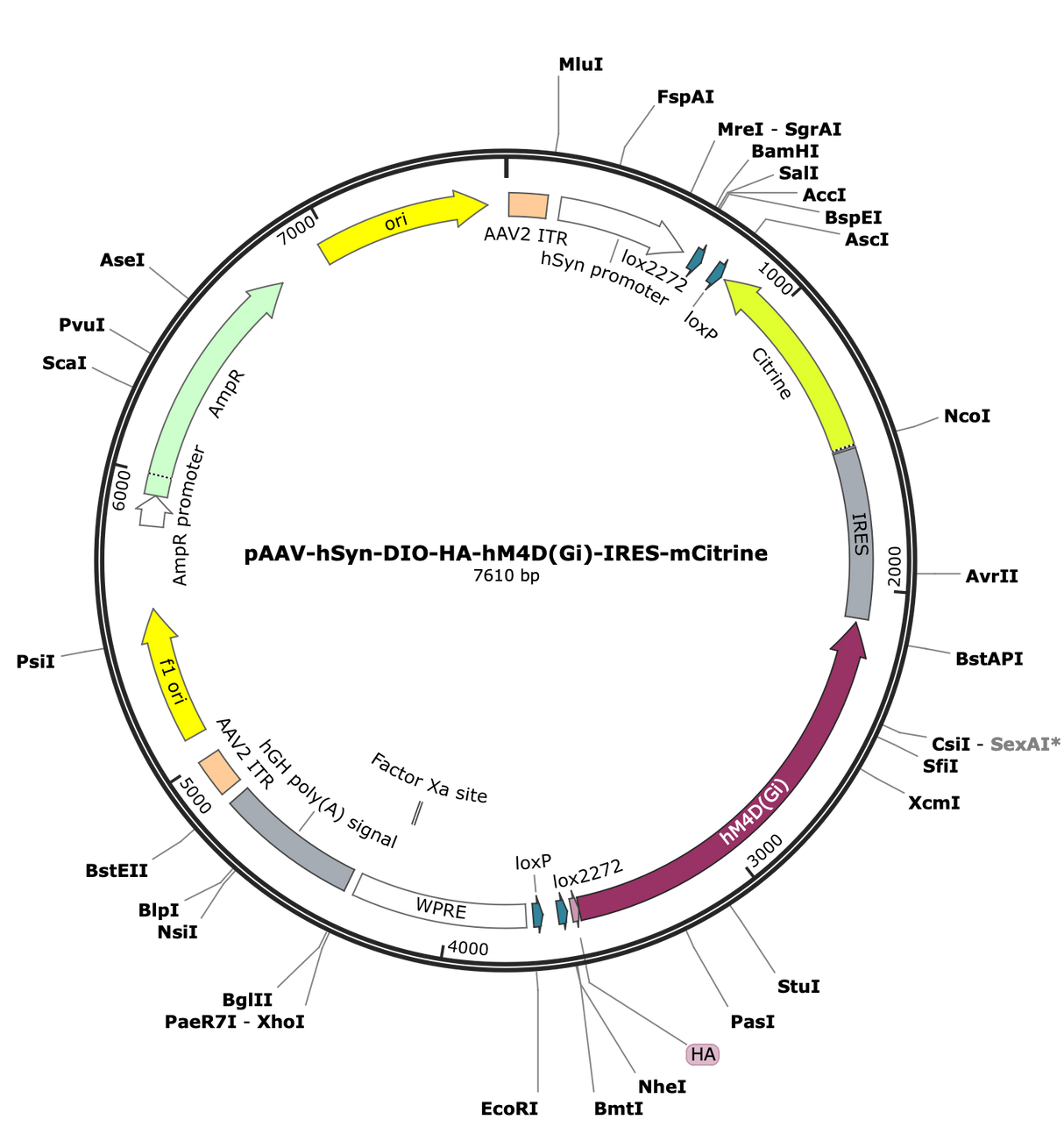AAV-hSyn-DIO-HA-hM4D(Gi)-IRES-mCitrine