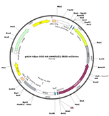 AAV-hSyn-DIO-HA-hM4D(Gi)-IRES-mCitrine