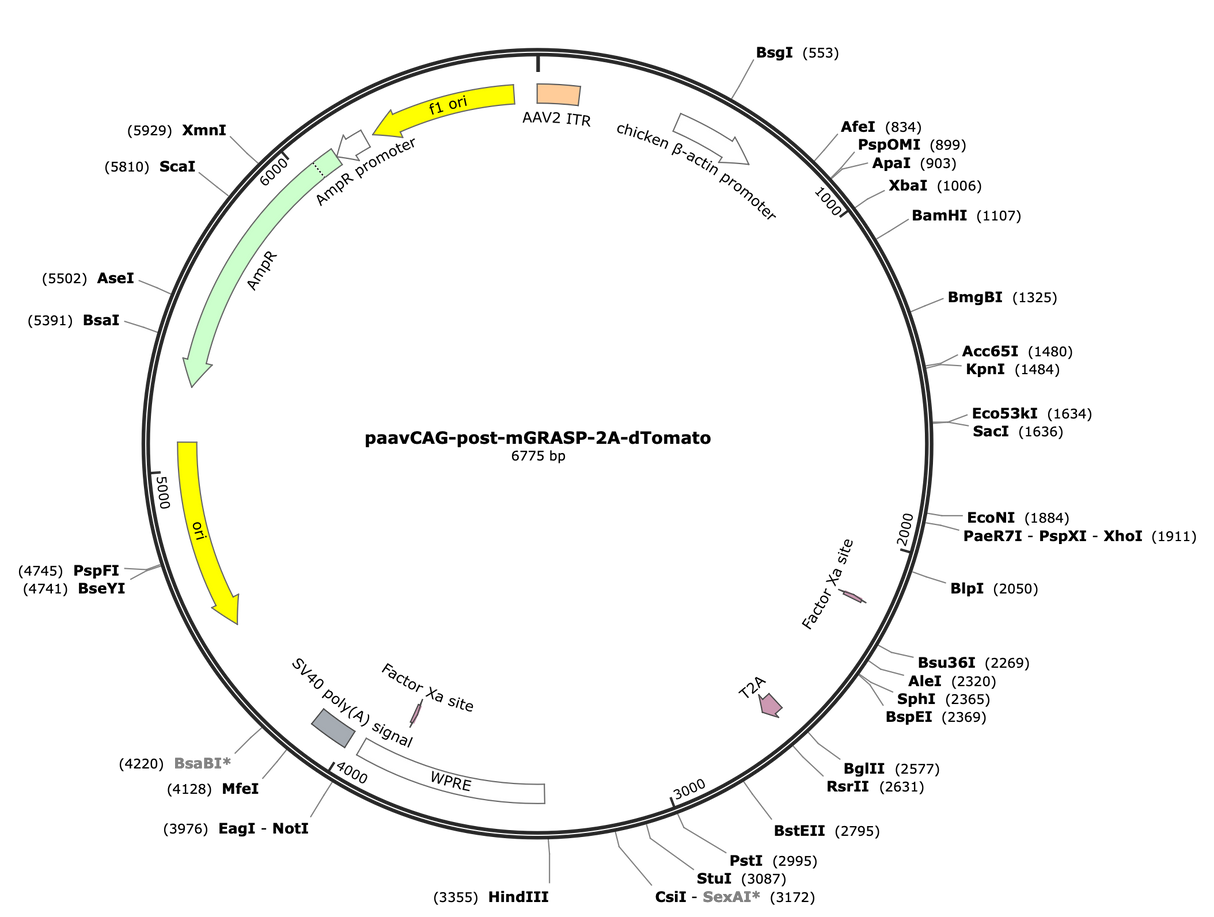 AAV-CAG-post-mGRASP-2A-dTomato