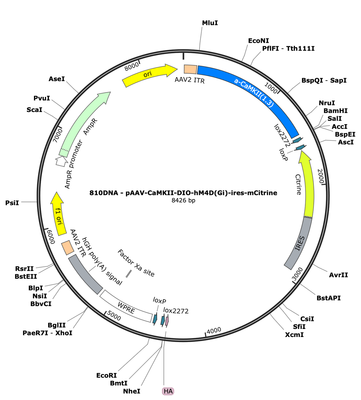 AAV-CaMKII-DIO-hM4D(Gi)-ires-mCitrine