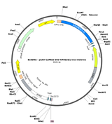 AAV-CaMKII-DIO-hM4D(Gi)-ires-mCitrine