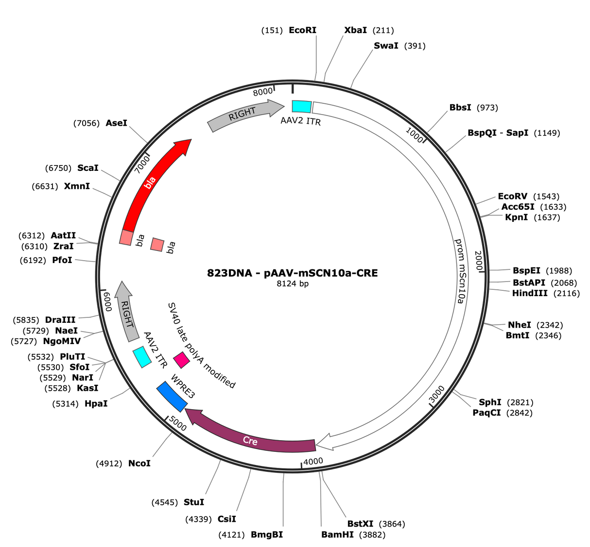 AAV-mSCN10a-CRE