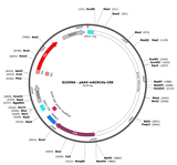 AAV-mSCN10a-CRE