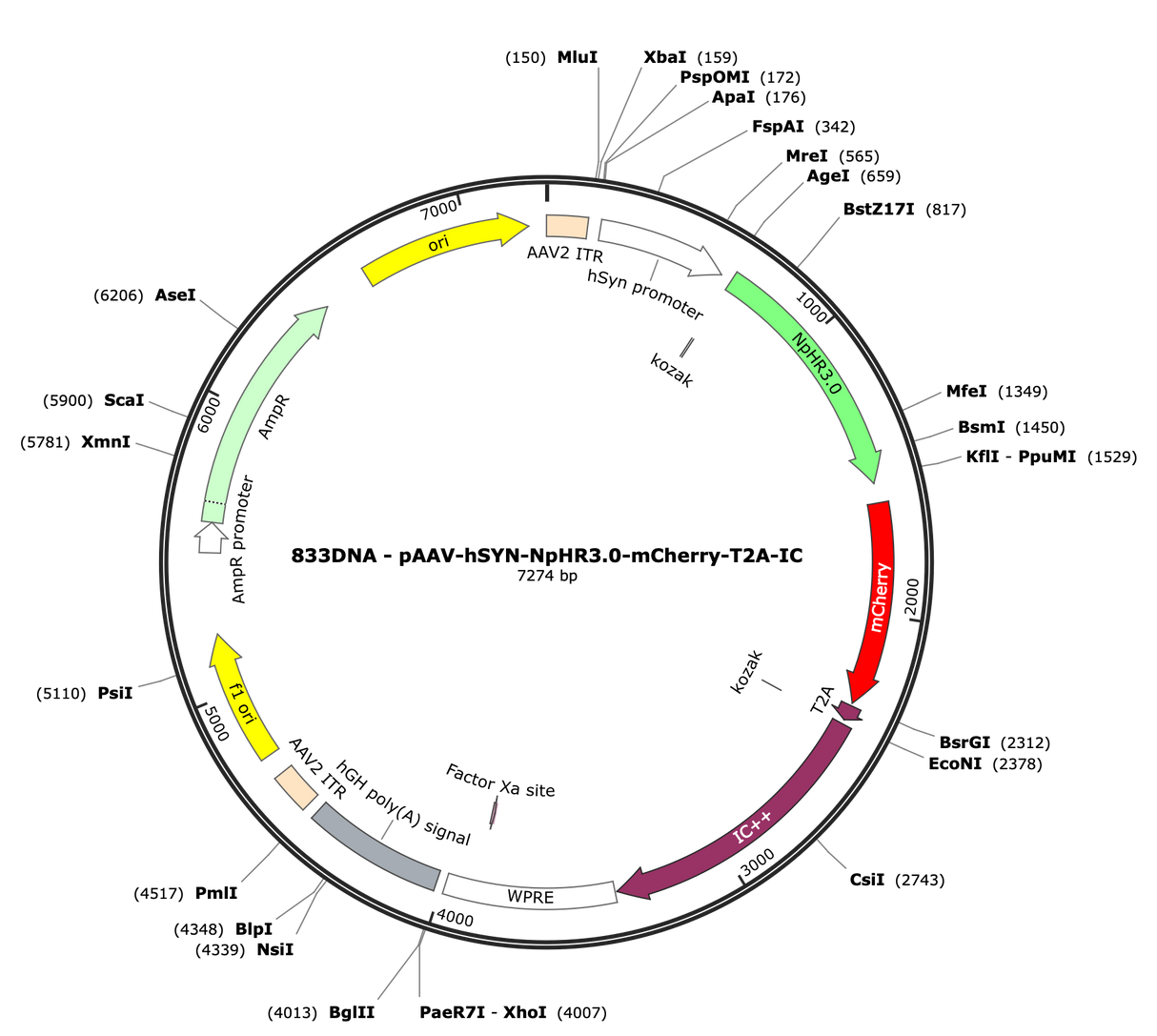 AAV-hSyn-NpHR3.0-mCherry-T2A-IC++