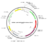 AAV-hSyn-NpHR3.0-mCherry-T2A-IC++