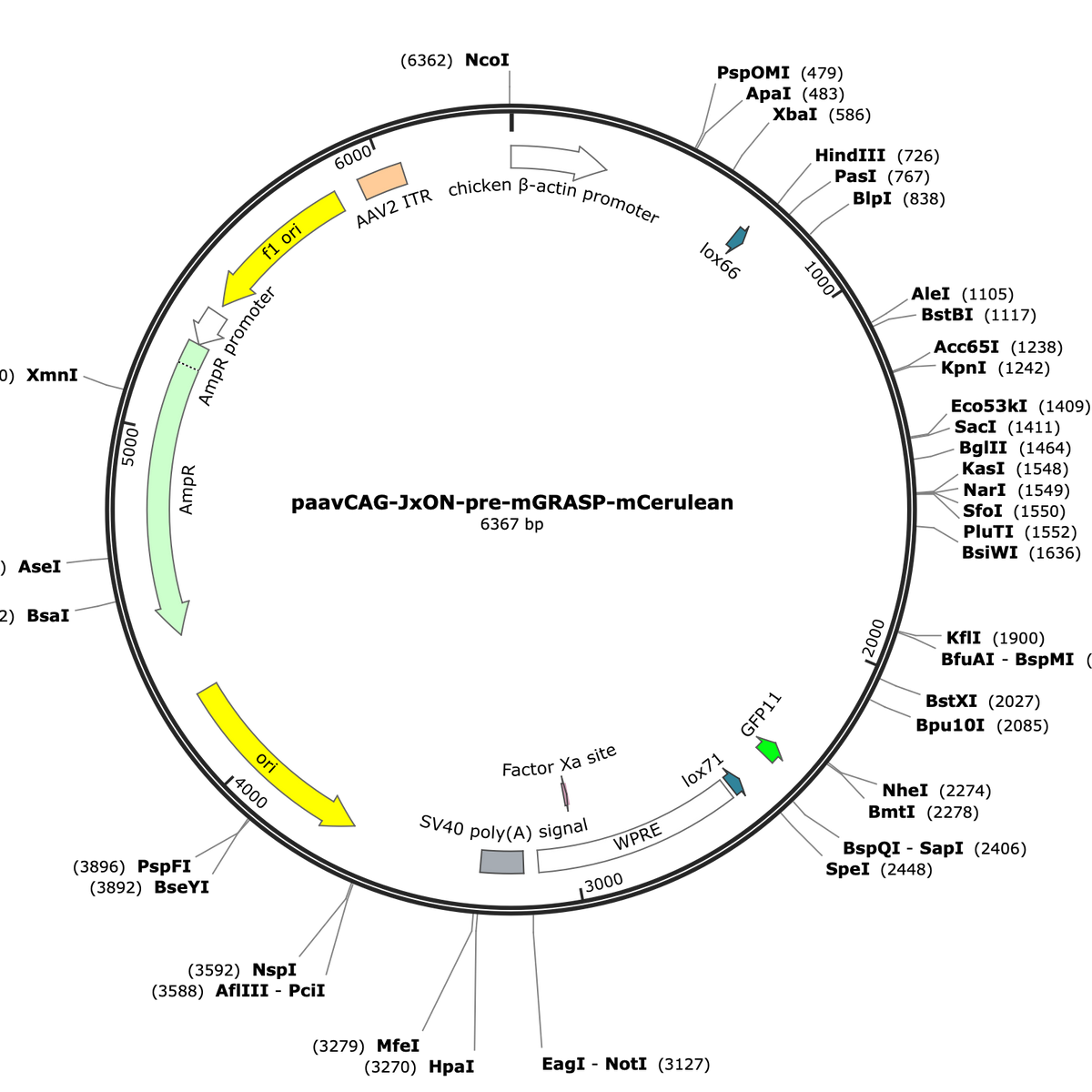 AAV-CAG-JxON-pre-mGRASP-mCerulean – COVF Viral Vector Core