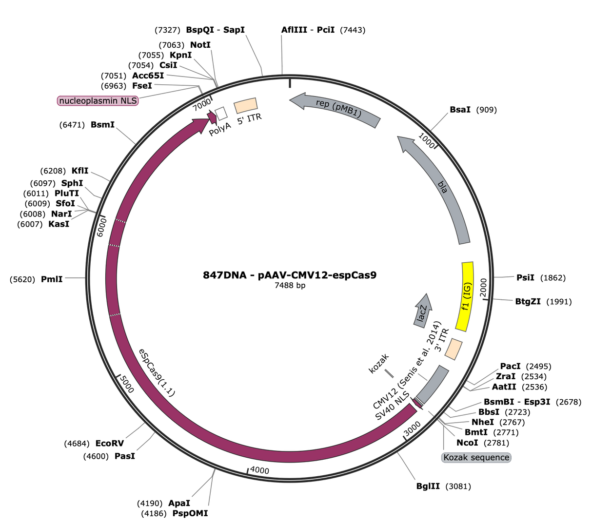 AAV-CMV12-espCas9