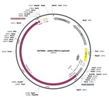 AAV-CMV12-espCas9