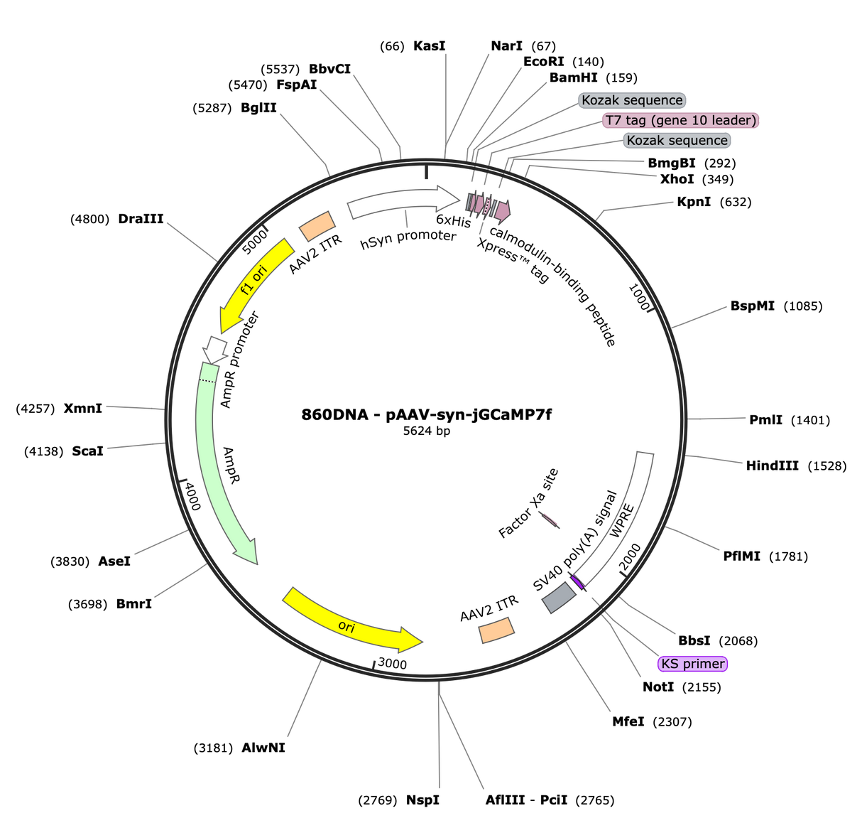 AAV-syn-jGCaMP7f