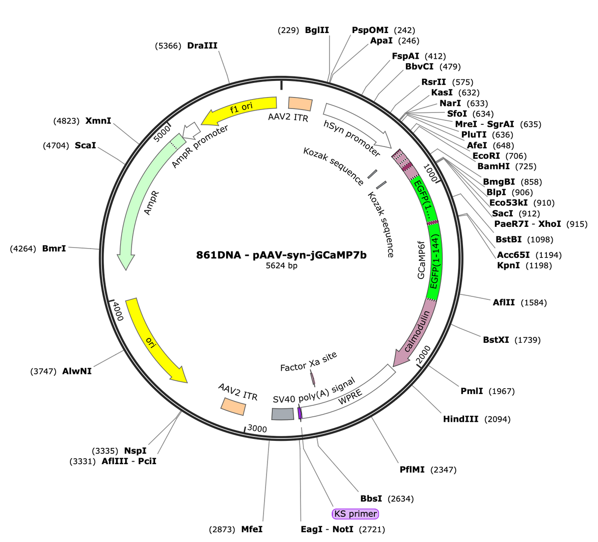 AAV-syn-jGCaMP7b