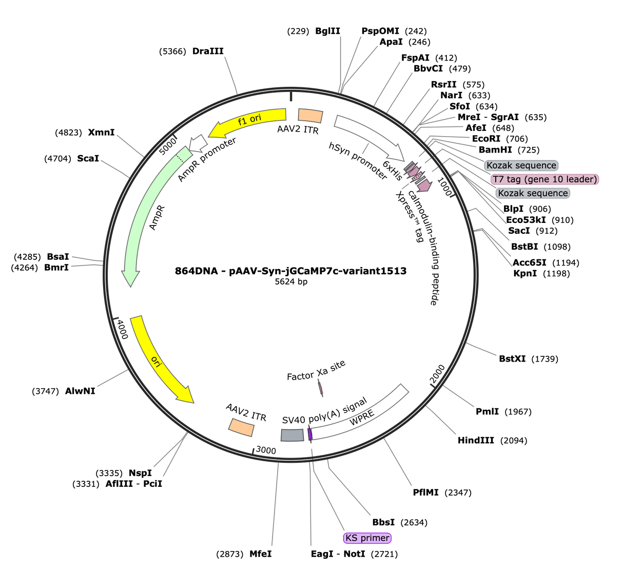 AAV-Syn-jGCaMP7c-variant1513