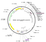 AAV-Syn-jGCaMP7c-variant1513