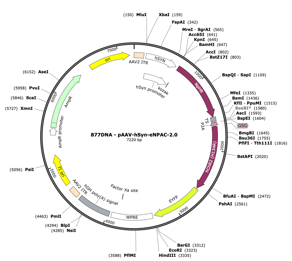 AAV-hSyn-eNPAC-2.0-eYFP