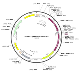 AAV-hSyn-eNPAC-2.0-eYFP