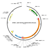 AAV-CAG-Flex-ChR2(H134R)-tdTomato