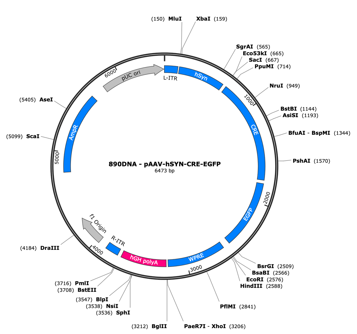 AAV-hSYN-CRE-EGFP
