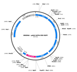 AAV-hSYN-CRE-EGFP