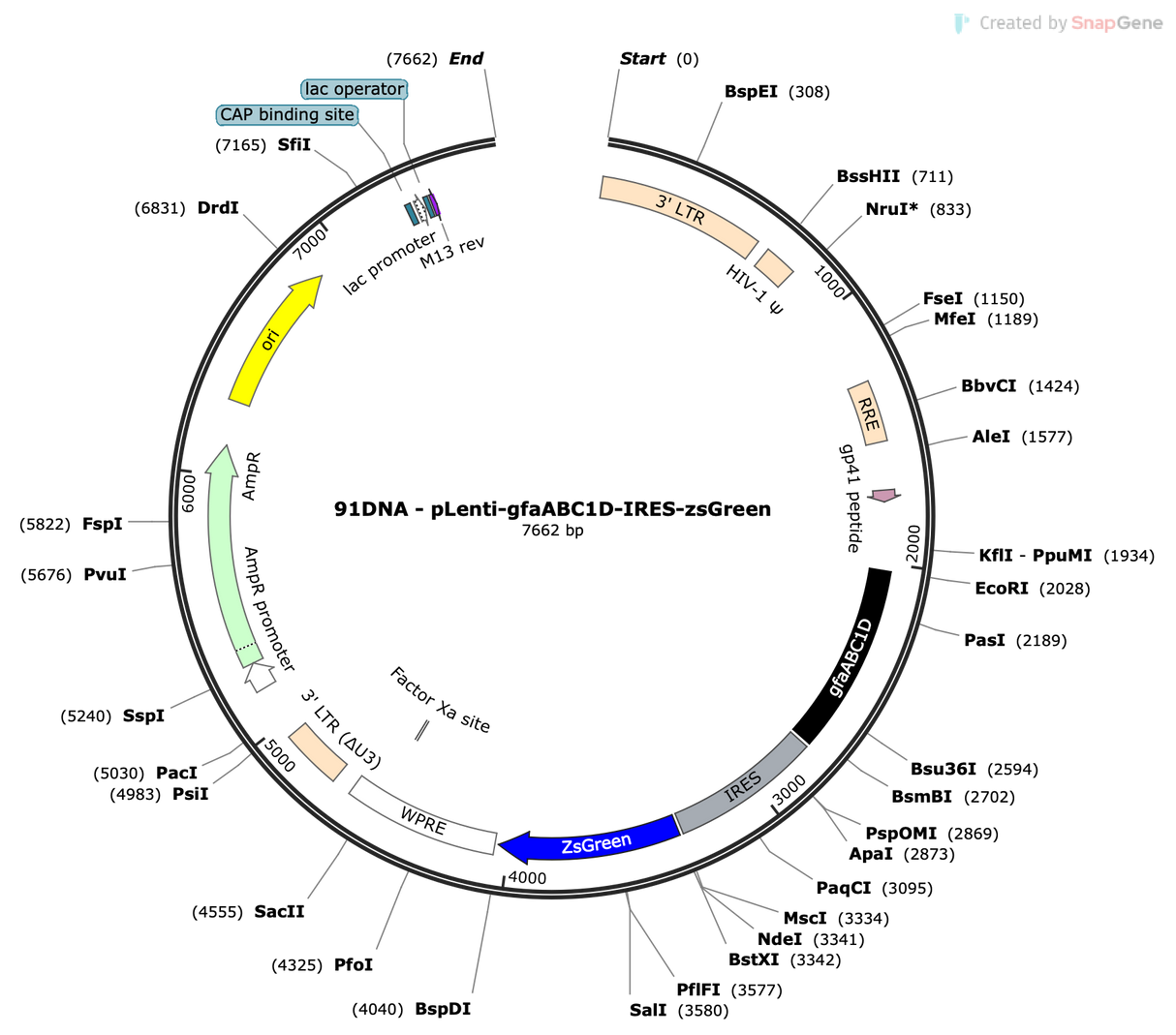 Lenti-gfaABC1D-IRES-ZsGreen