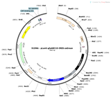 Lenti-gfaABC1D-IRES-ZsGreen