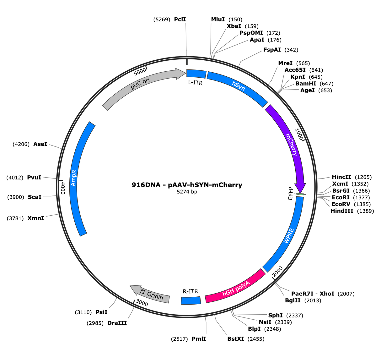 AAV-hSYN-mCherry