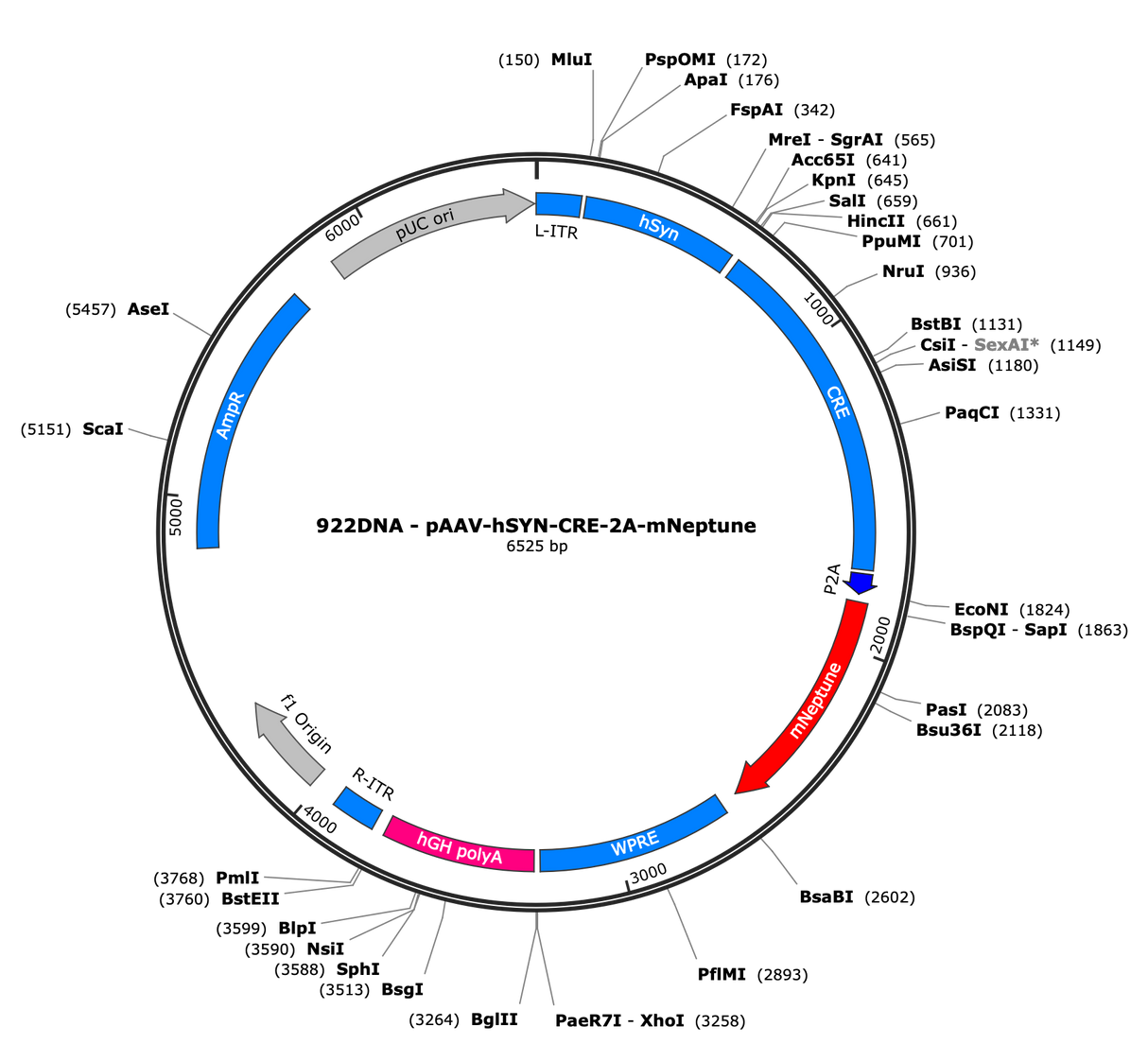 AAV-SYN-CRE-2A-mNeptune