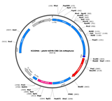 AAV-SYN-CRE-2A-mNeptune