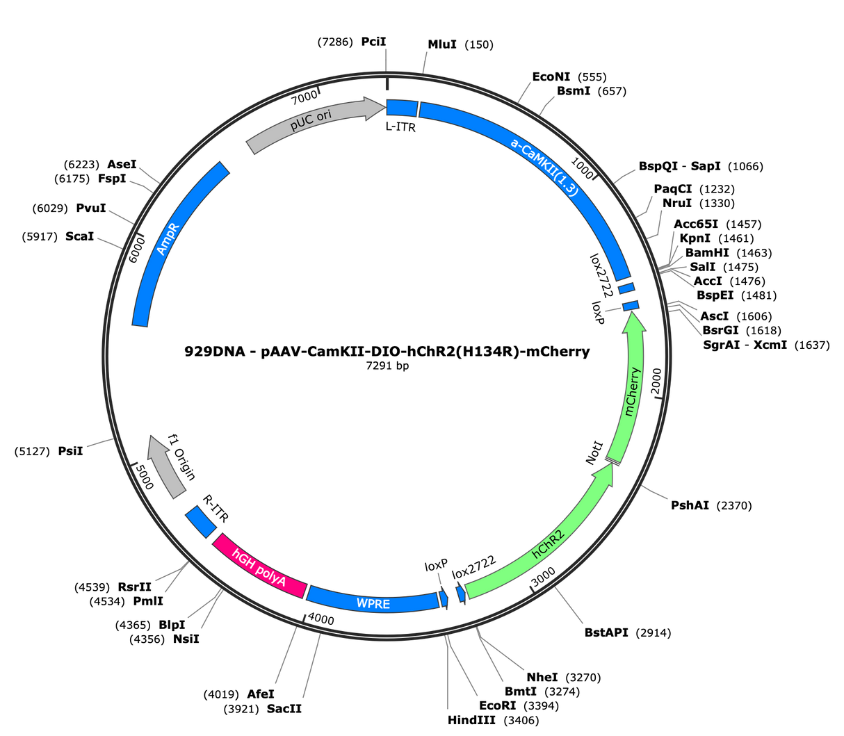 AAV-CAMKII-DIO-hChR2(H134R)-mCherry