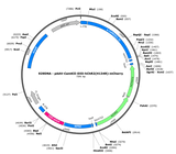 AAV-CAMKII-DIO-hChR2(H134R)-mCherry