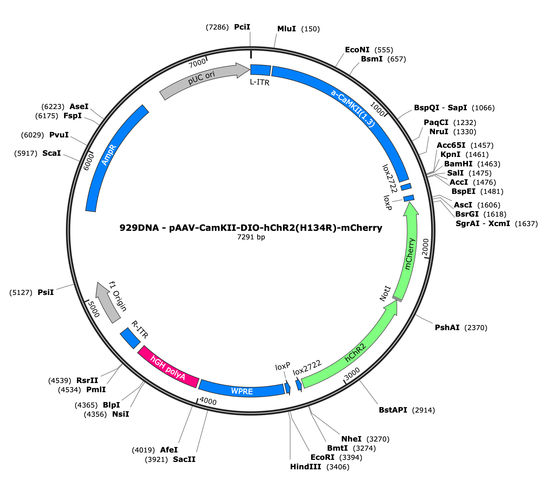 AAV-CAMKII-DIO-hChR2(H134R)-mCherry