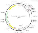 AAV-Syn-NES-jRGECO1a
