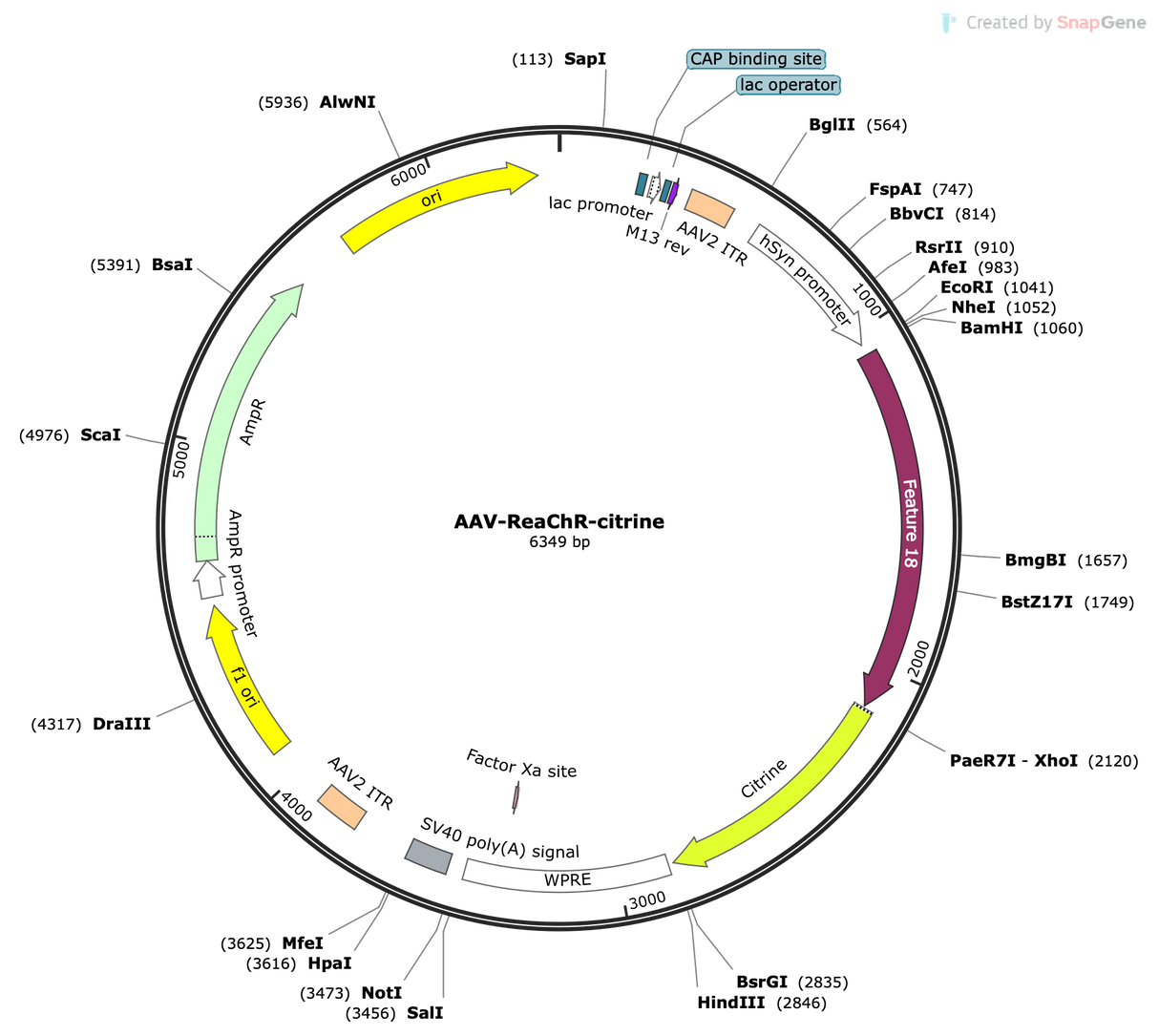 AAV-hSyn-ReaChR-Citrine