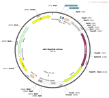 AAV-hSyn-ReaChR-Citrine