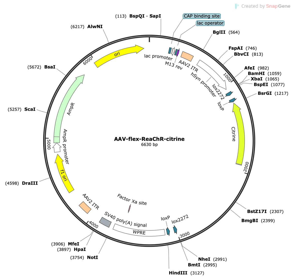 AAV-Syn-Flex-ReaChR-Citrine