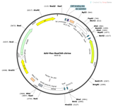 AAV-Syn-Flex-ReaChR-Citrine