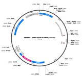 AAV-hSyn-GCaMP6s_beacon