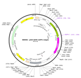 AAV-hSYN-roGFP1-mApple