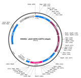 AAV-hSYN-roGFP2-mApple